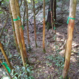Deer damage