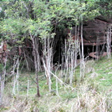 Muttonwood heavily browsed by sambar in dry rainforest.