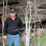 Damage to muttonwood by sambar deer browsing in the Mitchell River National Park.