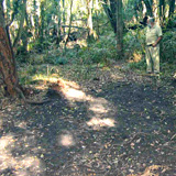 A samber rutting area in alluvial terraces warm temperate rainforest at Lake Tyers.