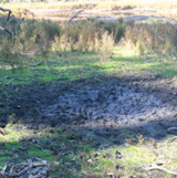 A sambar wallow in salt marsh at Lake Tyers.