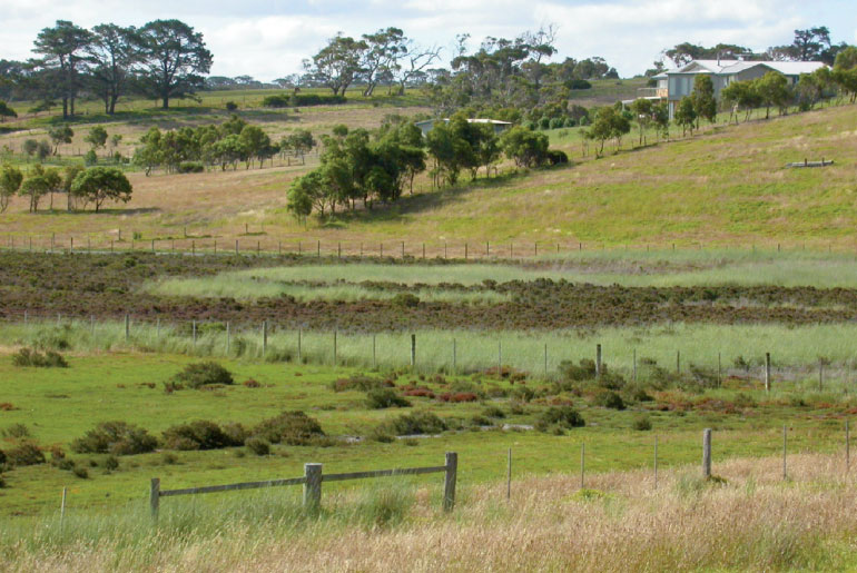 Weedy pasture plants for salinity control: Sowing the seeds of destruction