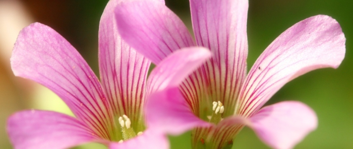 Oxalis weed