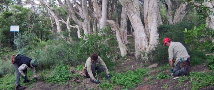 Bush Regeneration in Mosman Council area, Sydney