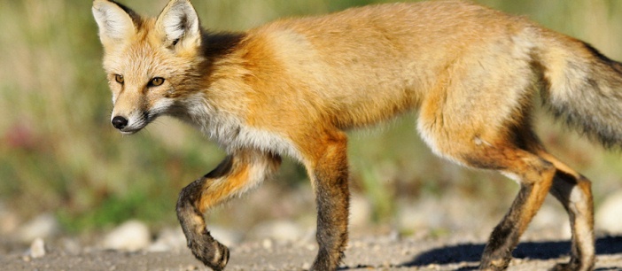 Red Fox