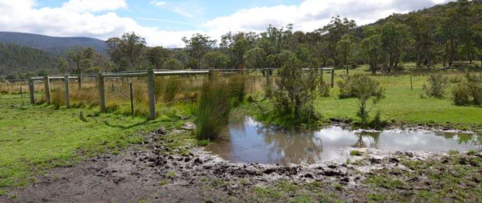 Pest horse damage in front of 14 year old horse exclusion area at Cowombat Flat, Alpine National Park, Vic, in 2013.