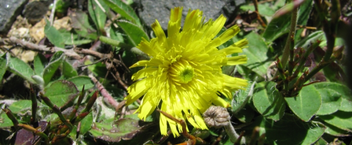 mouse-ear hawkweed