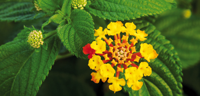 Lantana, a scourge across more than 4 million hectares of eastern Australia, is a threat to more than a thousand native plant species. Photo: Joaquim Alves Gaspar (CC BY-SA 3.0)