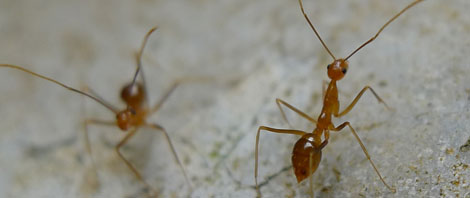 Yellow Crazy Ants