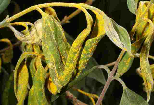 Myrtle rust - a disease of one of our largest plant families.