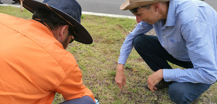Seeing a real fire ant nest for the first time in Australia is a chilling reminder that these frightening ants could cover almost the entire continent of Australia if not eradicated.Seeing a real fire ant nest for the first time in Australia is a chilling reminder that these frightening ants could cover almost the entire continent of Australia if not eradicated.