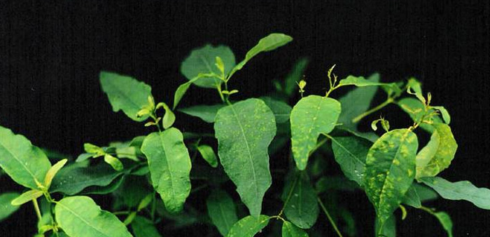 Gradient of rust severity on Eucalyptus seedlings. Photo: Prof. A. Alfenas, Laboratório de Patologia Florestal e Genética da Interação Planta-Patógeno / DFP - Bioagro (CC BY 3.0 AU)