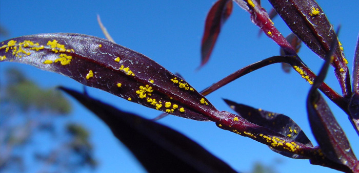 Myrtle rust infecting Agonis flexuosa. Photo: NSW Department of Industry & Innovation