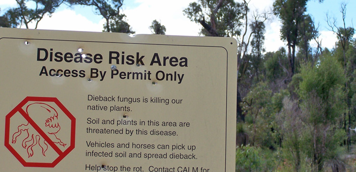 Pathogens like Phytopthera cinnamoni can be easily spread on boots and dirty car tyres. Photo: Photographs by Gnangarra, commons.wikimedia.org (CC-by-2.5)