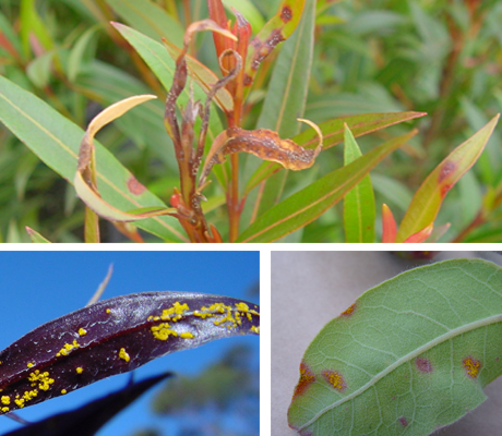 Myrtle rust pictures