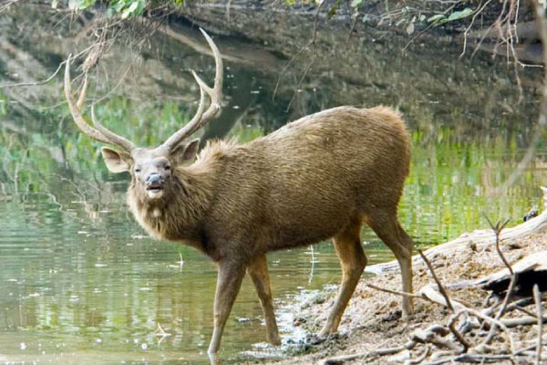 Deer
