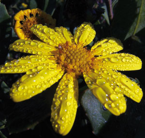 Bitou bush is just one of hundreds of weeds imperilling NSW’s wildlife and is a a threat to 158 species. Photo: Tim Parkinson, http://www.flickr.com/photos/timparkinson/