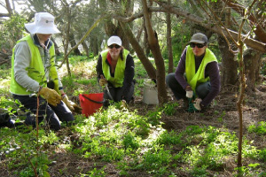 Volunteers remove bridal creeper from bushland at Handkerchief Beach, Narooma, NSW. Photo: Flickr-HankyHelper