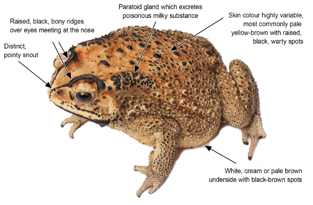 Asian black-spined toad