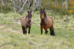The lack of effective control programs is allowing feral horse numbers to grow in the Australian Alps. Image courtesy Don Butcher