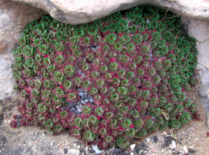 Limonium hyblaeum, Robe SA