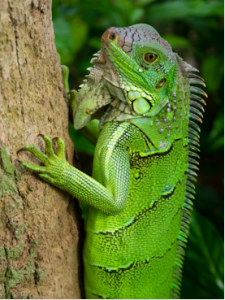 Green iguana - Garen Meguerian