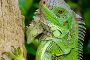 Green iguana by Garen-Meguerian