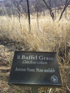 Buffel Grass is widely used by the pasture industry but has devastating environmental impacts. While the NT government supports ongoing use of buffel grass, the SA government is working towards outlawing spread of new varieties. Photo Don Driscoll