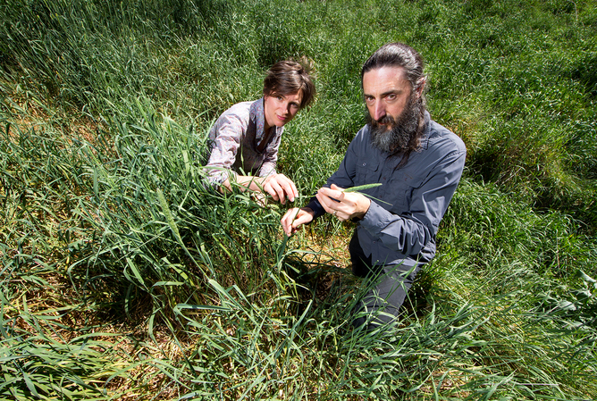 Canary grass is an invasive plant, but new varieties are still being developed for pasture. Stuart Hay
