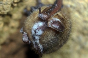 A tri-colored bat showing visible symptom of white nose syndrome. Photo: Brock Darwin (creative commons licence)