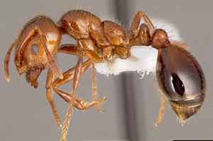 Fire ants are up to 6mm long and reddish-brown in colour.