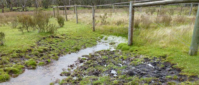 Horse damage at Cowombat Flat, the source of the Murray Rv - 1999 exclusion plot in background.
