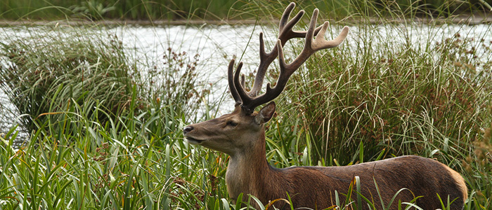 A large male red deer in the Grampians. Photo: Steve Morvell