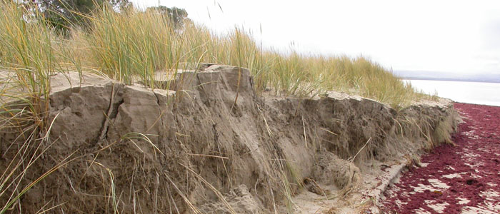 Marram grass at Seven Mile beach in Tasmania. Photo: Matthew Baker