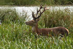 A large male red deer. In NSW this feral animal is treated as a game species. Photo: Steve Morvell