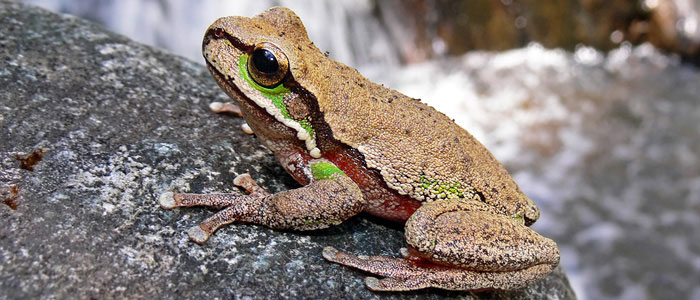Blue Mountains Tree Frog, Litoria citropa (Benjamint444, GNU Free Documentation Licence)
