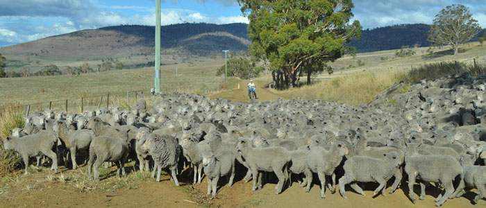 Agriculture White Paper boosts biosecurity: Moves to make Australian agriculture more competitive will have a few positive knock-on effects for the environment. Photo: John Sampson