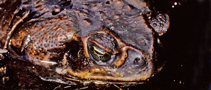 Moves by federal and state governments could see a focus on 'popular' causes such as controlling the spread of cane toads at the expense of less well-known environmental pest threats.