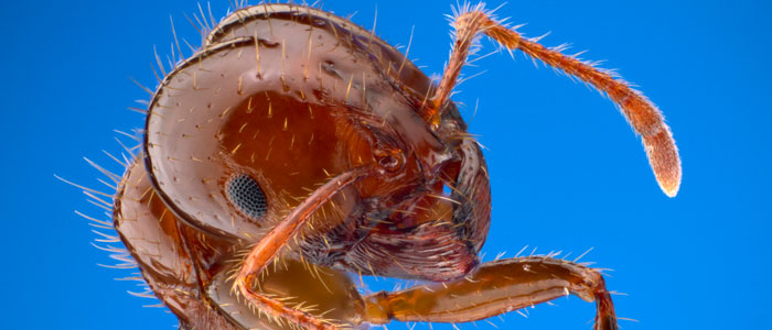 A colony of red imported fire ants was discovered in Port Botany, Sydney, in November. Photo: Alex Wild