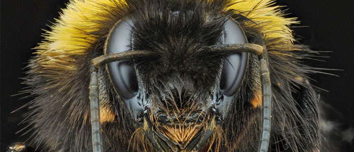 Bumblebees have been viewed as an invasive species wherever they have been introduced. Photo by J.Ingles-Le Nobel, Flickr - Creative Commons license bit.ly/1LxUnSD