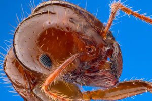 Feature image: Red imported fire ant - Alex Wild