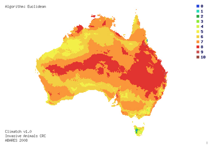 Indication of areas in Australia suitable for red fire ants on climate potential. 10 indicates a close match. Map produced by ABARES in 2008 for the national red fire ant eradication program.