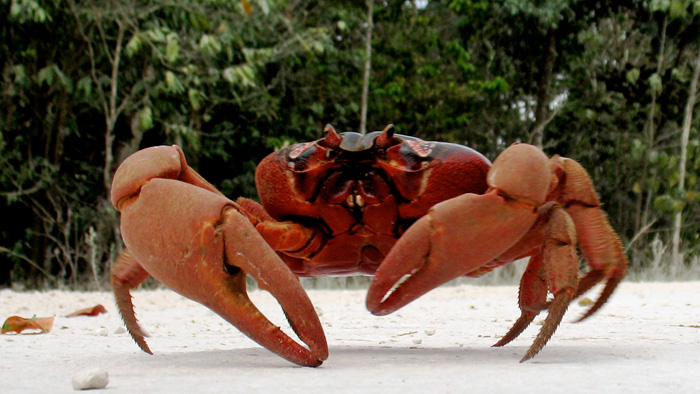 Christmas Island’s forests are changing due to the loss of millions of the Islands red land crabs, which were decimated by invasive yellow crazy ants. Photo: Peter McKiernan | Flickr | CC licence 2.0