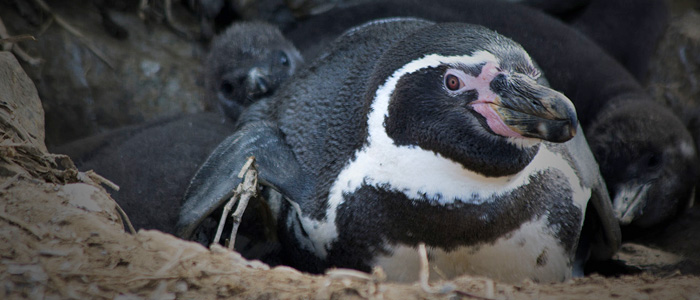 Invasive Rabbits were destroying vegetation and pushing Humbolt Penguins out of nesting burrows on Choros Island, Chile until they were eradicated by Island Conservation working with local partners.  Photo: Island Conservation