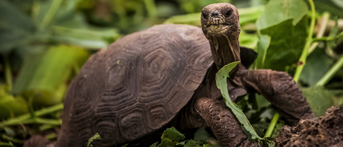 Pinzón giant tortoises are hatching and thriving in the wild in the wild for the first time in 150 years thanks to the eradication of invasive rats from their Island home. Photo: Island Conservation
