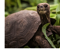 tortoise-pointer