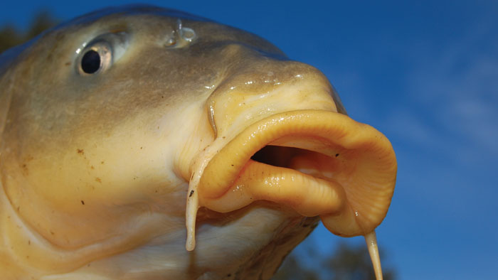 A range of measures will be needed to help native fish recover after carp numbers fall. Photo: Marc Ainsworth