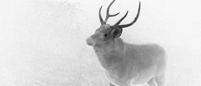 cnt-feral-deer
