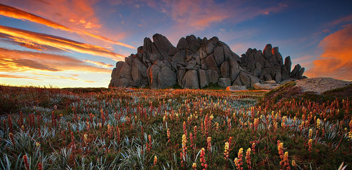 A cracking dawn lights up a stunning display of wildflowers in an area that may be kept feral horse free in Kosciuszko National Park if the new hire management plan is adopted. Photo: Tim Donnelly (CC BY-NC-ND 2.0)
