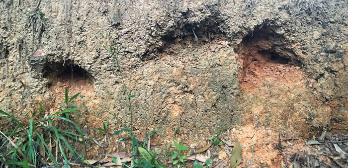 cnt-echidna-diggings